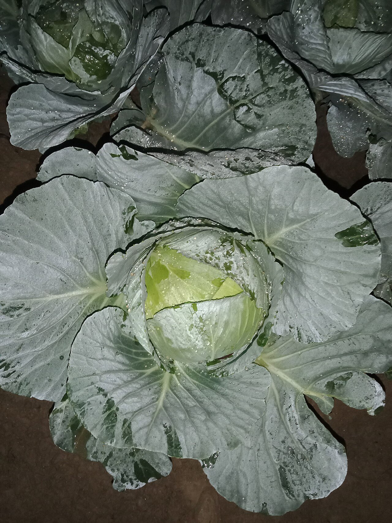 Fresh dark green leafy kale, a food high in vitamin C and plant nitrates associated with better gum health
