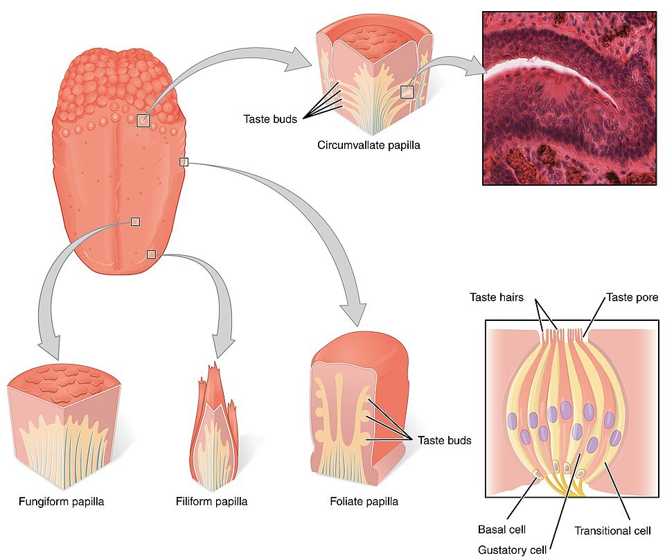 Anatomical illustration of the tongue showing the circumvallate papillae arranged in a V near the back, alongside fungiform, filiform and foliate papillae